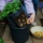 PotatoPot, Anzuchtset von TOM-GARTEN Bild 1