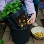 PotatoPot, Anzuchtset von TOM-GARTEN Bild 1