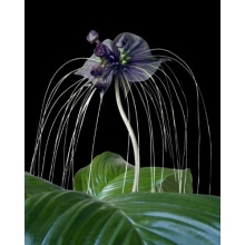 Seedeo Anzuchtset Fledermausblume (Tacca chantrieri) Bild 1