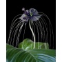 Seedeo Anzuchtset Fledermausblume (Tacca chantrieri) Bild 1