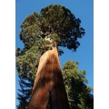 Seedeo Anzuchtset Berg,Mammutbaum (Sequoia. gigantea) Bild 1