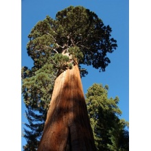 Seedeo Anzuchtset Berg,Mammutbaum (Sequoia. gigantea) Bild 1