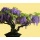 Seedeo Das kleine Bonsai Anzuchtset Blauregen Bild 3