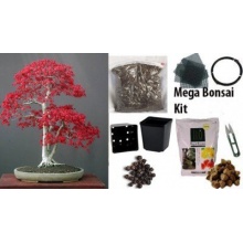 Bonsai Anzuchtset von Grow Your Secret Garden Bild 1
