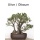 Seedeo Bonsai Anzuchtset Mediteran deluxe  Bild 4