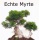 Seedeo Bonsai Anzuchtset Mediteran deluxe  Bild 5
