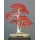Seedeo Das kleine Bonsai Anzuchtset Roter Fcherahorn Bild 3