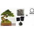 Grow Your Secret Garden Bonsai Anzuchtset Bild 1