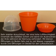 Seedeo Anzuchtset Fledermausblumen Geschenkedition Bild 1