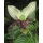 Seedeo Anzuchtset Fledermausblumen Geschenkedition Bild 2