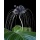 Seedeo Anzuchtset Fledermausblumen Geschenkedition Bild 3