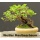 Seedeo Bonsai Anzuchtset Fernost Roter Fcherahorn Bild 4