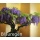 Seedeo Bonsai Anzuchtset Fernost Roter Fcherahorn Bild 5