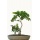 Seedeo Bonsai Anzuchtset Schlafbaum / Seidenakazie Bild 2