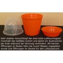 Seedeo Anzuchtset Venus Fliegenfalle Dionaea muscipula Bild 1