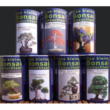 Seedeo Das kleine Bonsai Anzuchtset Echte Myrte Bild 1