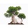 Seedeo Das kleine Bonsai Anzuchtset Echte Myrte Bild 3