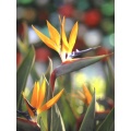 Seedeo Anzuchtset Paradiesvogelbl. Strelitzia reginae Bild 1