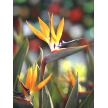 Seedeo Anzuchtset Paradiesvogelbl. Strelitzia reginae Bild 1
