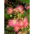 Seedeo Anzuchtset Schlafbaum Albizzia julibrissin Bild 1