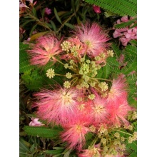Seedeo Anzuchtset Schlafbaum Albizzia julibrissin Bild 1