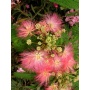 Seedeo Anzuchtset Schlafbaum Albizzia julibrissin Bild 1