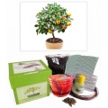 Bonsai Anzuchtset Zitrusbaum,Grow Your Secret Garden Bild 1