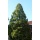 Seedeo Anzuchtset Mammutbume Geschenkedition Bild 2