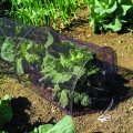 Gardman Garden Folientunnel Gewchshaus Bild 1