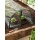 Gardman Folientunnel Frhbeet-Tunnel mit PVC-Abdeckung Bild 3