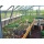TOP Gewchshaus mit Glas stabil 3,03 x 6,01 m Bild 4