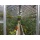 TOP Gewchshaus mit Glas stabil 3,03 x 4,50 m Bild 1