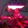 Galaxyhydro 300w LED Grow Light ,Pflanzenlampe  Bild 2
