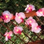 Solar Lichterkette Orchidee 12 Blten von SOLALUX Bild 1