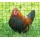 Kerbl Gartennetz Geflgelnetz 25 m, 112 cm  Bild 2