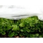 Noor Schutzvlies PP, Gartenvlies, 1,5 x 10,00 m Bild 1