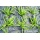 Kenley 100g Unkrautvlies Gartenvlies - 1M x 100M Bild 5