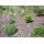 2,4m2 Unkrautschutzvlies Gartenvlies von Texton Bild 5