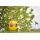Gardigo Vogelfrei Ballon 2er Set, Vogelabwehr Bild 5