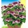 BALDUR-Garten Duft-Geranie Angels Perfume,gg Mcken,Wespen Bild 1