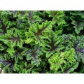 Wespen- und Moskito-Schocker,3 Pfl.,Wespenabwehr,AMAZON Bild 1