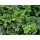 Wespen- und Moskito-Schocker,3 Pfl.,Wespenabwehr,AMAZON Bild 1