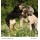 Tiervertreiber mit Ultrasonic Wildtierabwehr,ISOTRONIC Bild 4