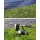 Premium Karpfen Angelset 360cm von Nerd Clear Bild 1