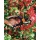 Fiskars 111540/1296540 Rollgriff-Gartenschere Premium, fr ste bis 20mm Bild 4