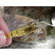 200x Shrimp Fischkder Naturkder Angeln von thkfish Bild 1