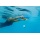 Fashy Aqua Fitness Kickboard, Blau/Orange, 4283 Bild 2