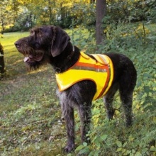 Reflektorweste fr Jagd Hunde Gr.3 von Jagd u Angelsport Bild 1