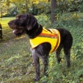 Reflektorweste für Jagd Hunde Gr. 2,Jagd u Angelsport Bild 1
