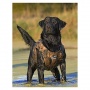 Dokken Jagen Waffen Hundetraining - Neopren Westw - L Bild 1
